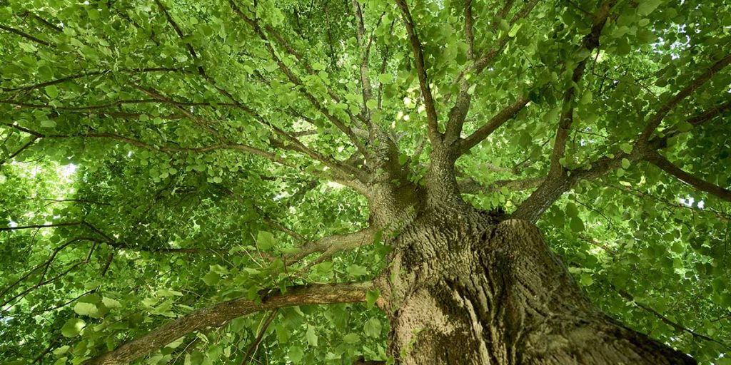 how to keep trees healthy​