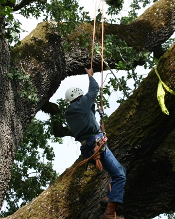 An arborist climbing a tree in Elk Grove, CA