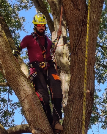 A crew member in a tree during specialized arborist services in Sacramento, CA