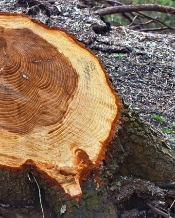 A stump during removal in El Dorado Hills, CA