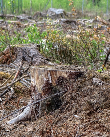 A stump before grinding in Elk Grove, CA