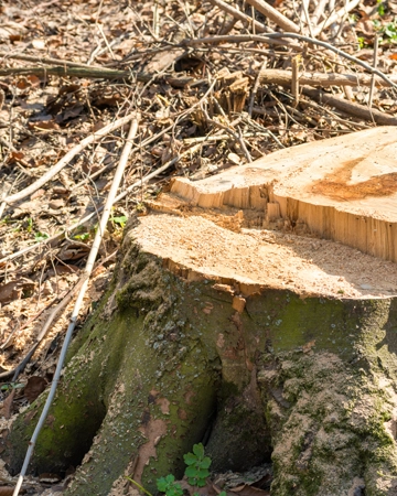 A stump before removal in Folsom, CA