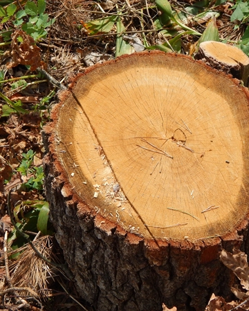 A stump before removal in Sacramento, CA