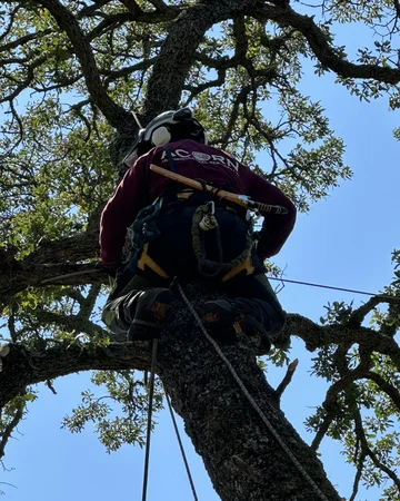 A crew member bracing a tree in Elk Grove, CA