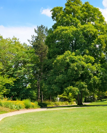 A tree after fertilization in Orangevale, CA