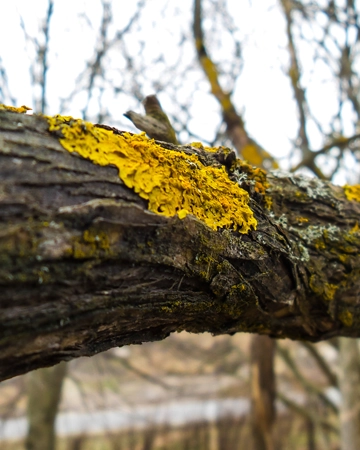 A tree with moss during a tree inspection & disease diagnosis in Elk Grove, CA