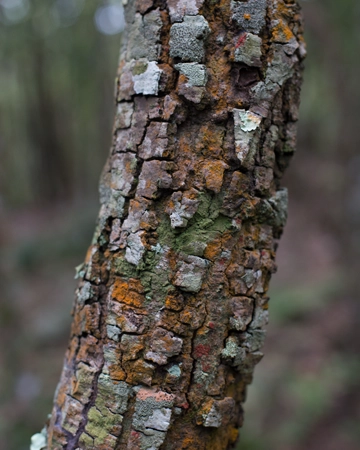 A tree branch during disease diagnosis in Folsom, CA