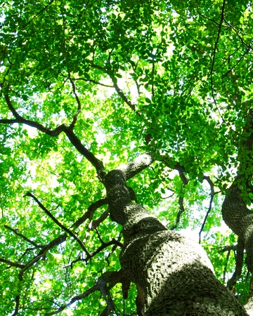 A tree before healthcare service in Elk Grove, CA
