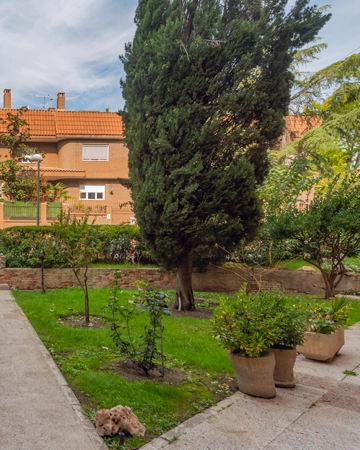 A tree after planting in El Dorado Hills, CA
