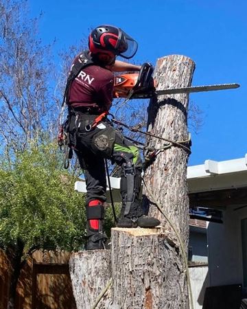 A crew member removing a tree in Citrus Heights, CA