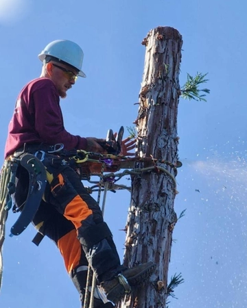 A crew member removing a tree in Elk Grove, CA