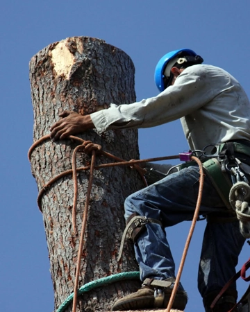 A crew member removing a tree in Folsom, CA