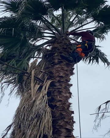 A crew member pruning a palm tree in El Dorado Hills, CA