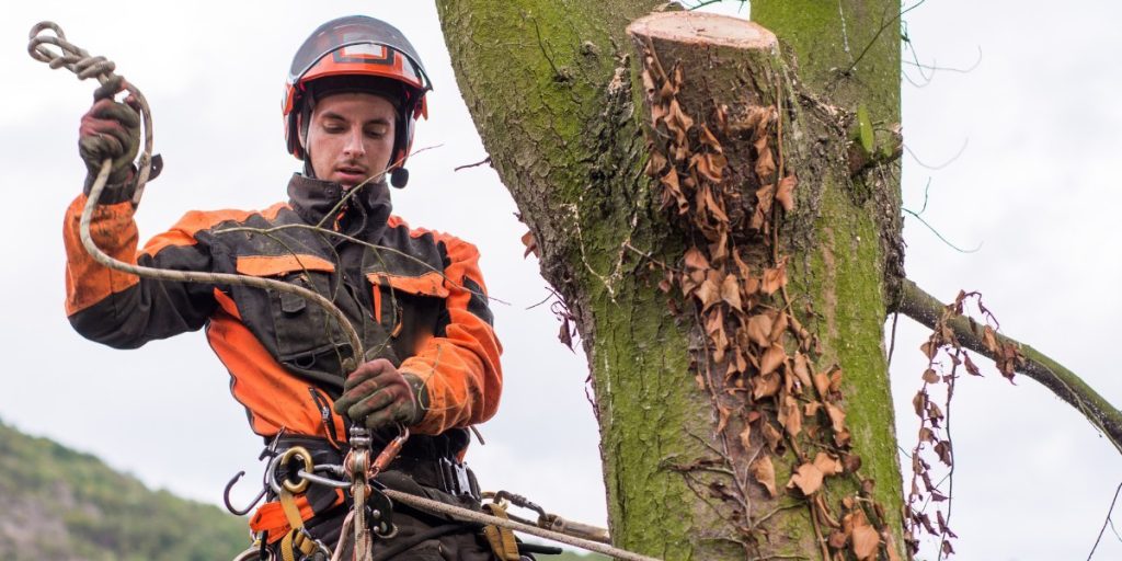 how to choose a tree service