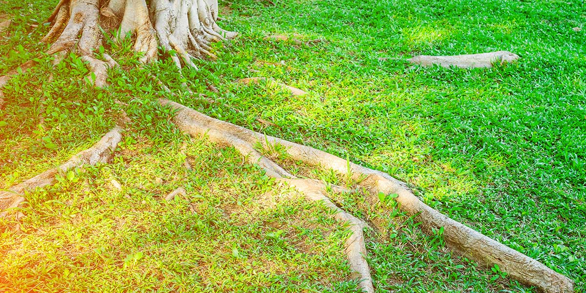how to remove tree roots from lawn
