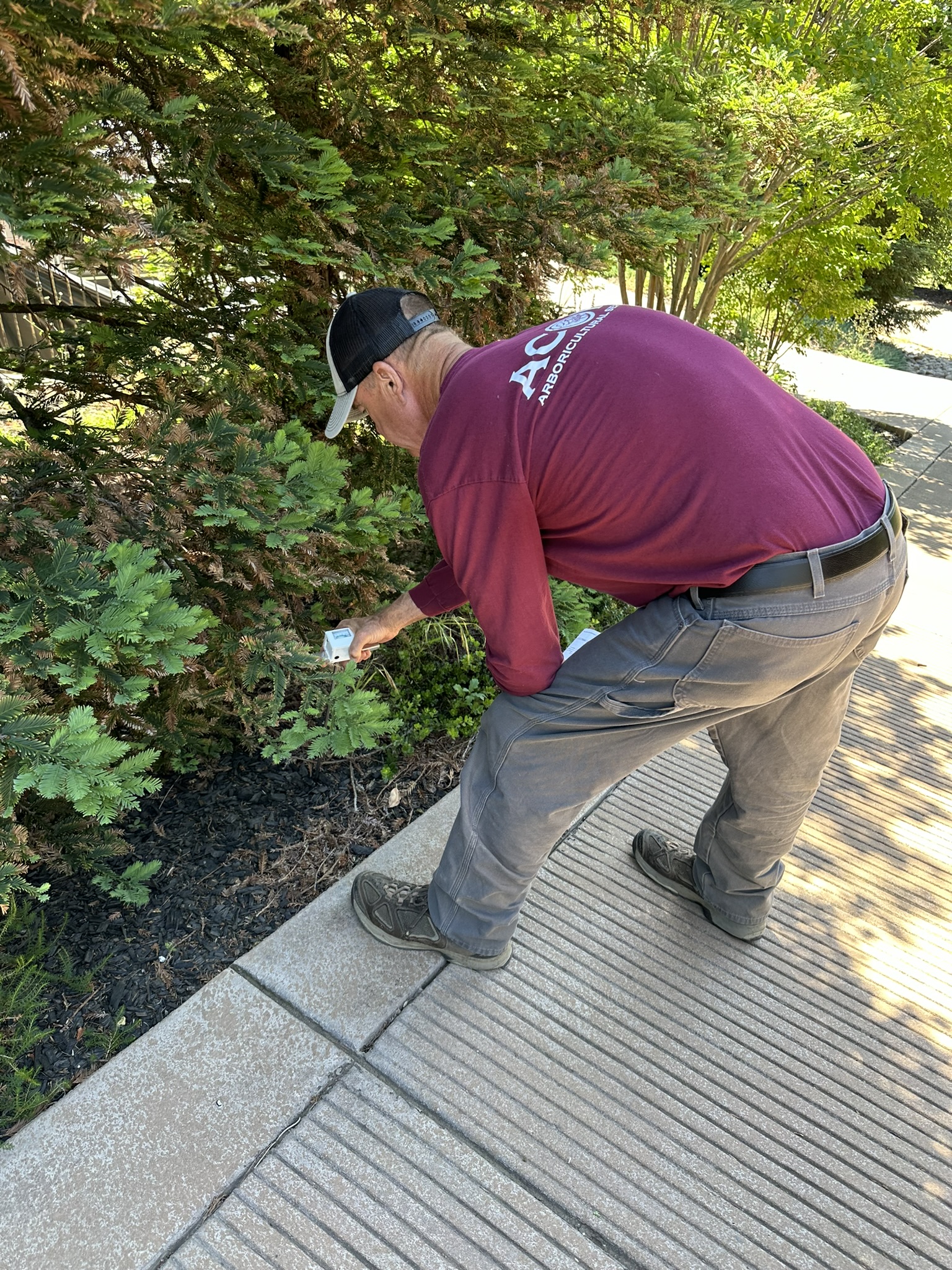 A crew member completing arborist services in Roseville, CA