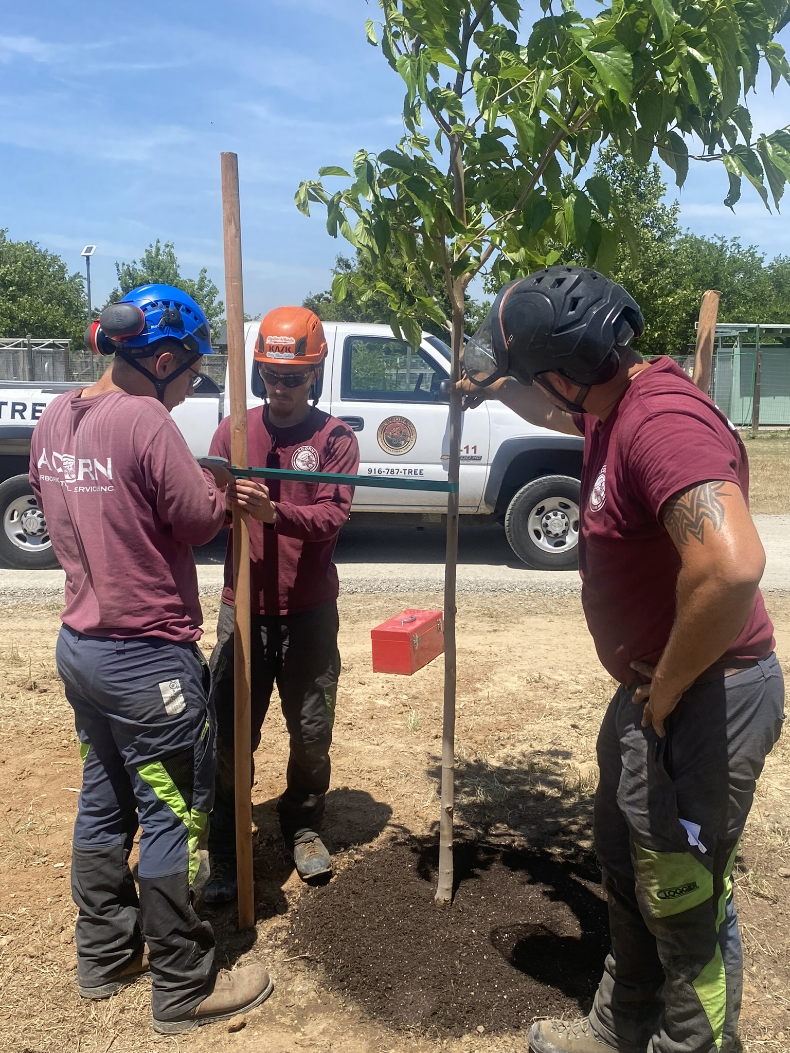 tree service in Granite Bay