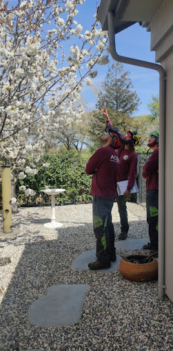 Crew member during a tree inspection in Sacramento, CA