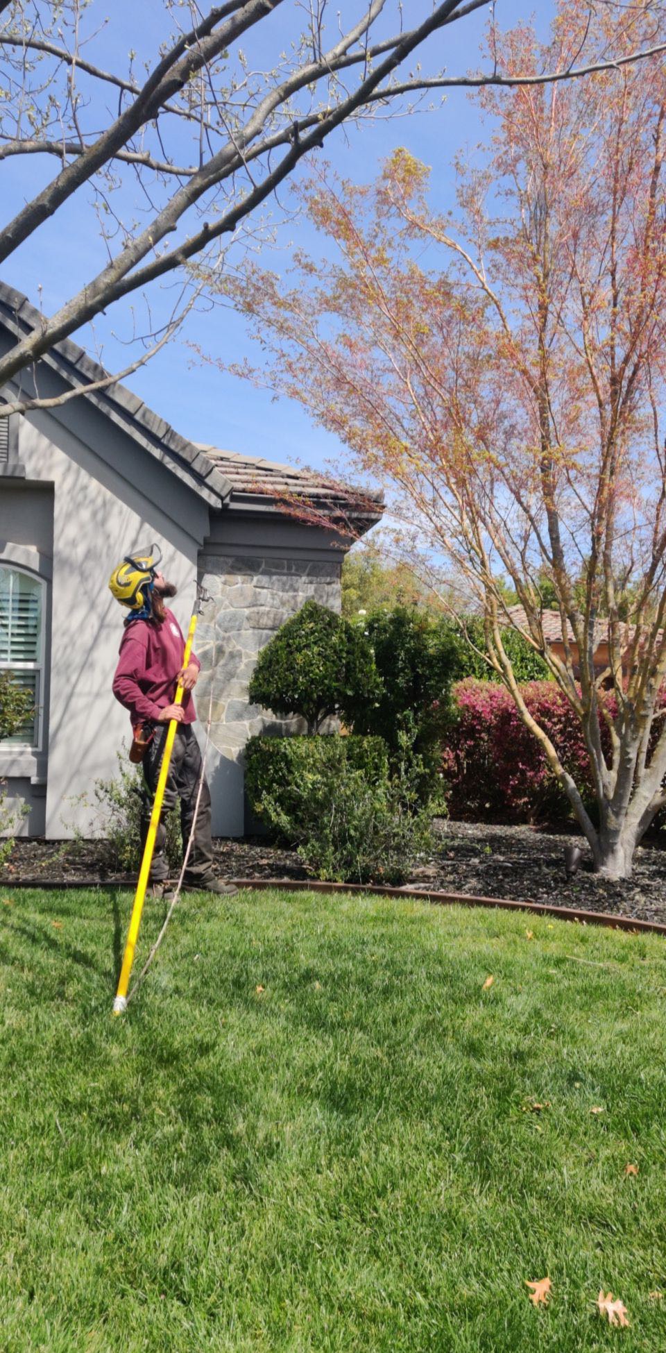 tree trimming & pruning