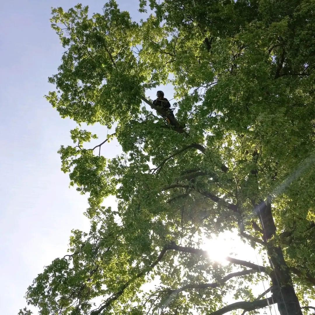 A climber during a tree service in Granite Bay, CA