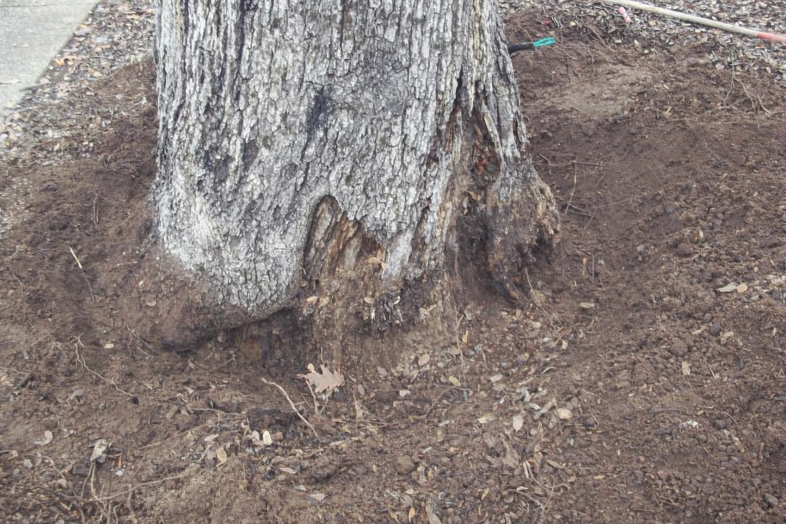a tree inspection and diagnosis in Granite Bay, CA