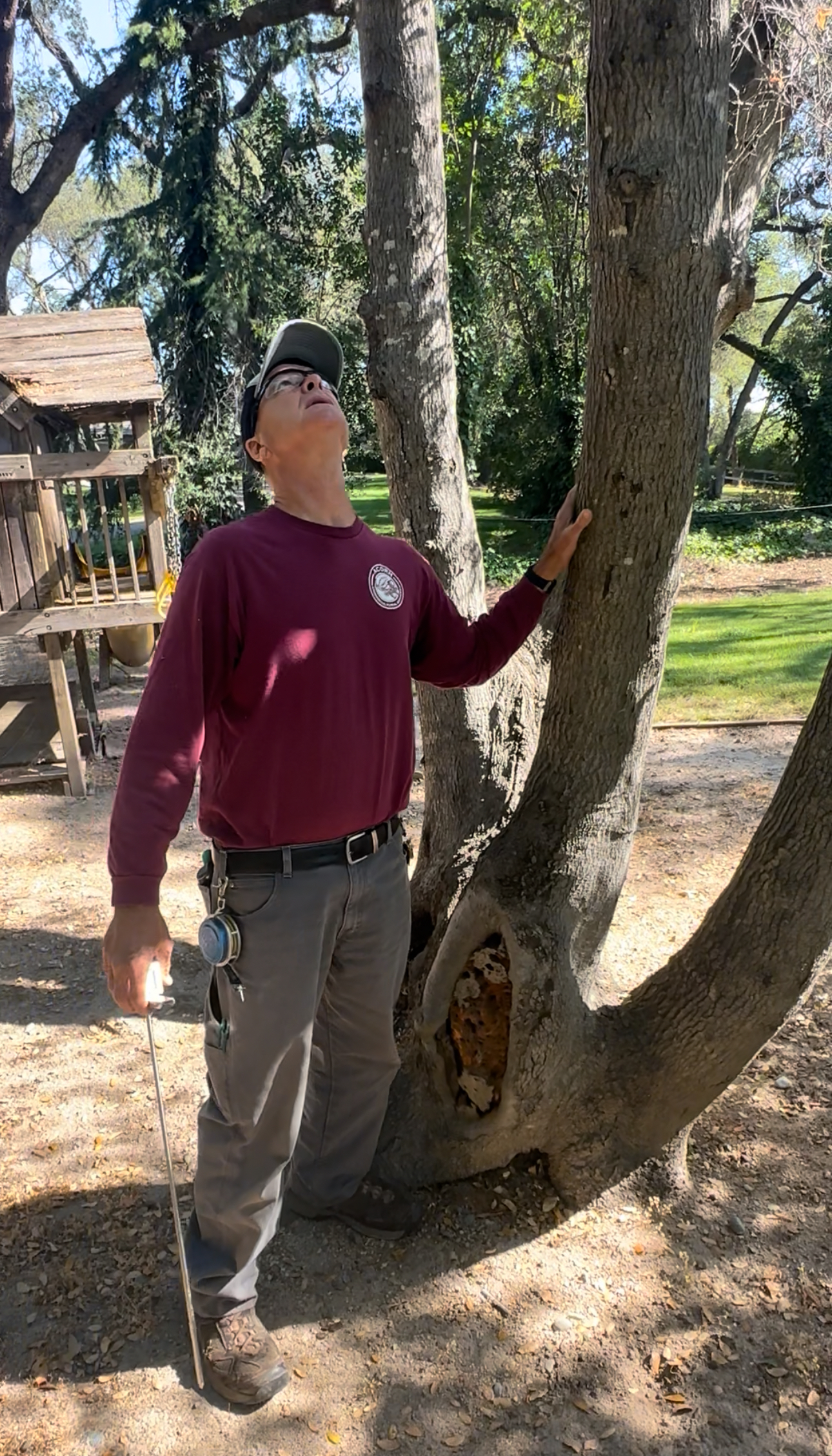 tree service in Citrus Heights