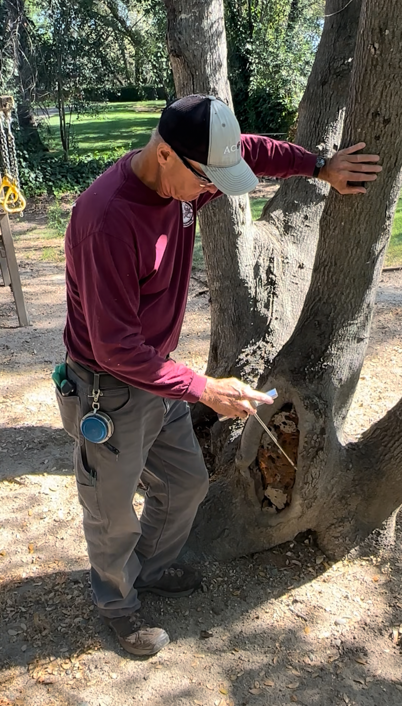 tree service in Granite Bay