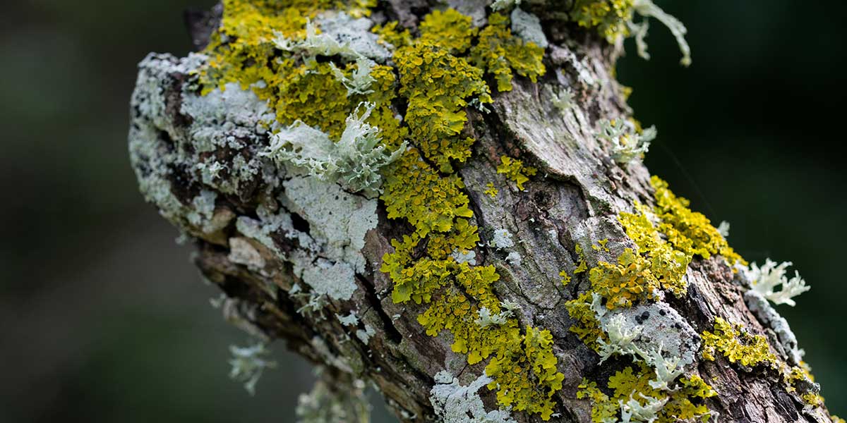 how do you get rid of fungus on a tree