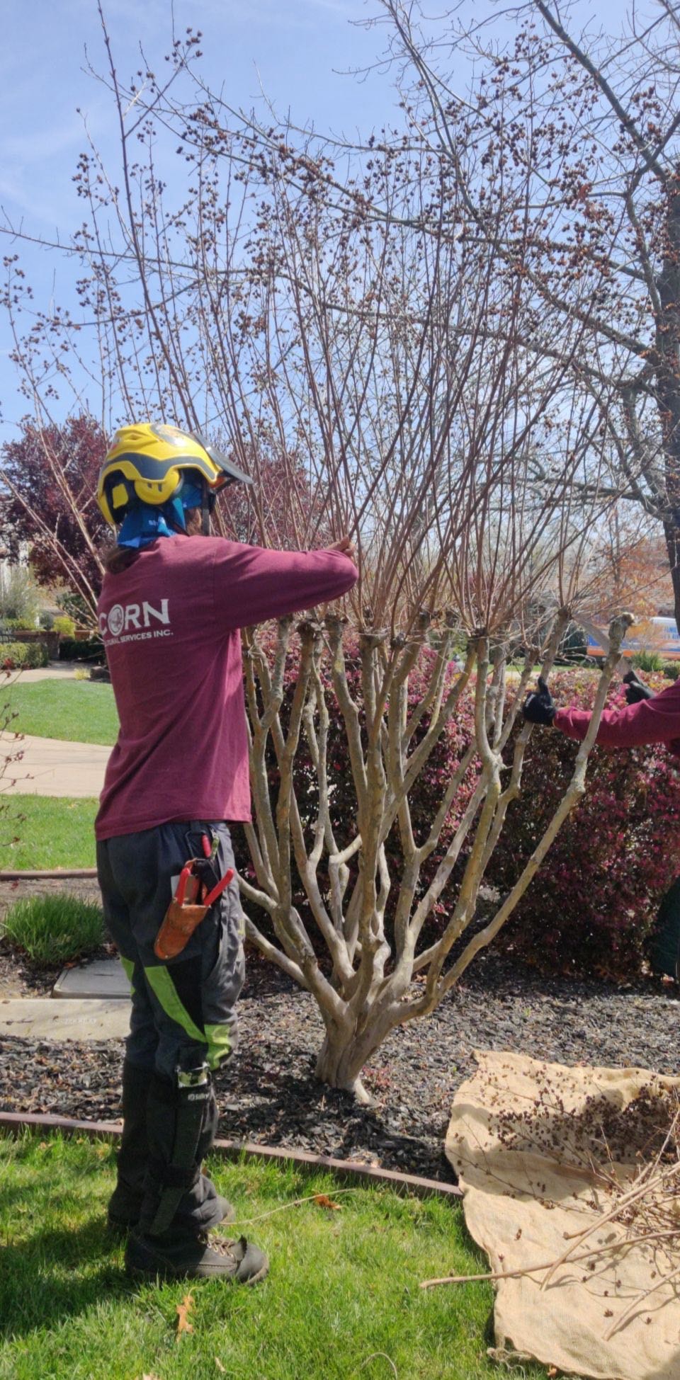 tree trimming & pruning
