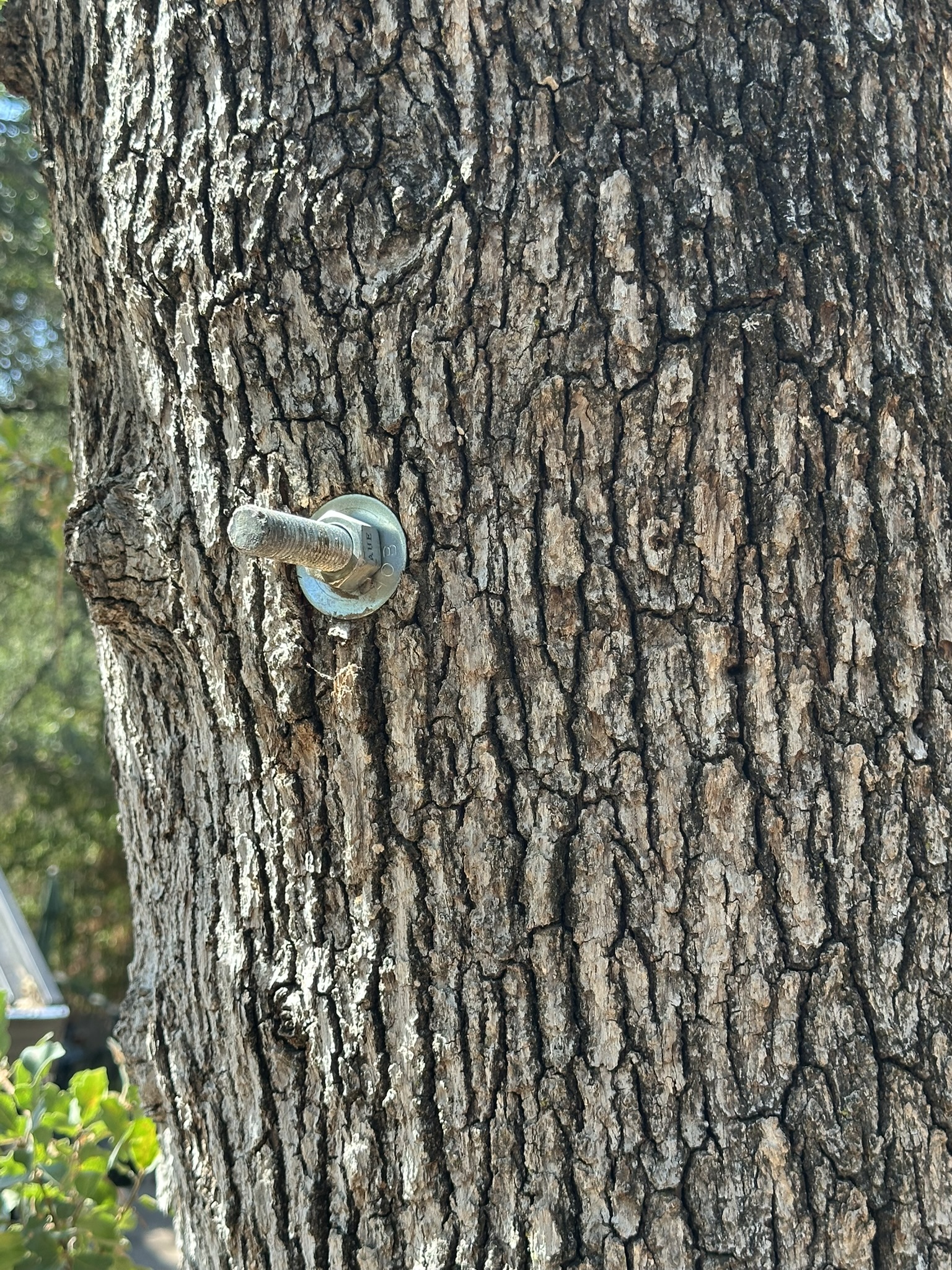 tree cabling & bracing