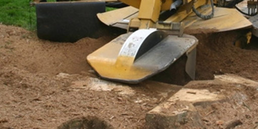 what happens to roots after stump grinding