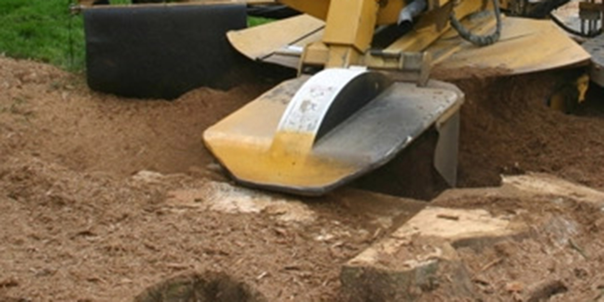 what happens to roots after stump grinding