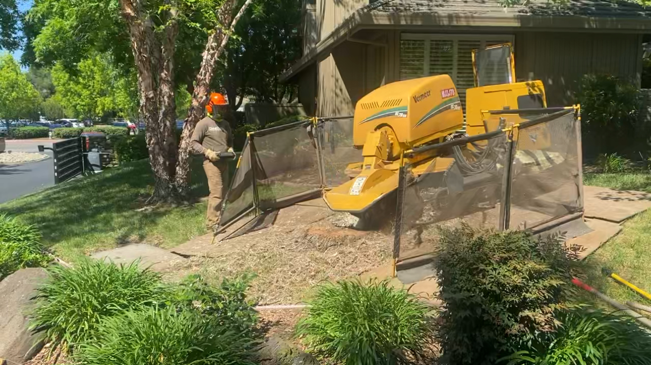 stump grinding & removal