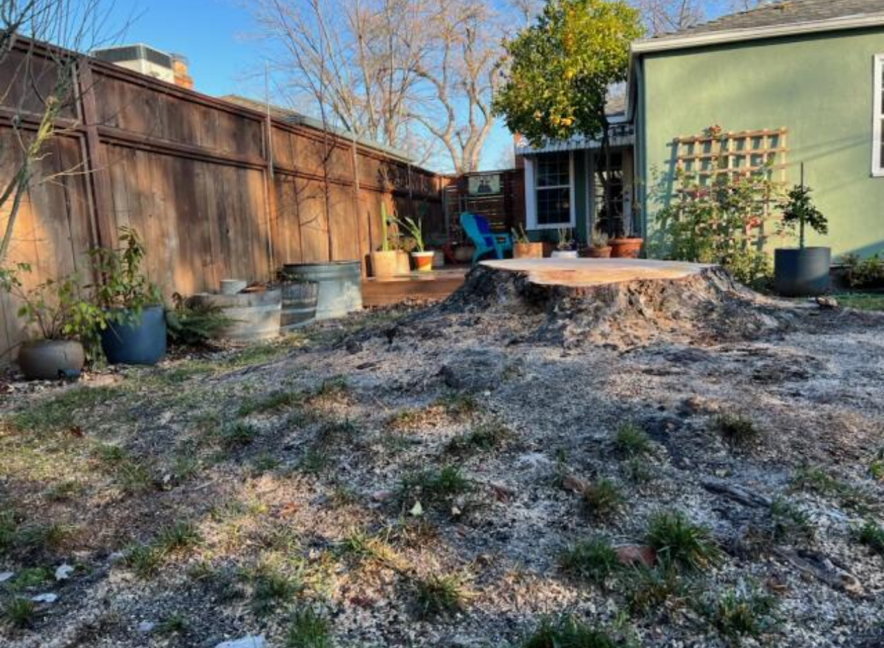 stump grinding & removal