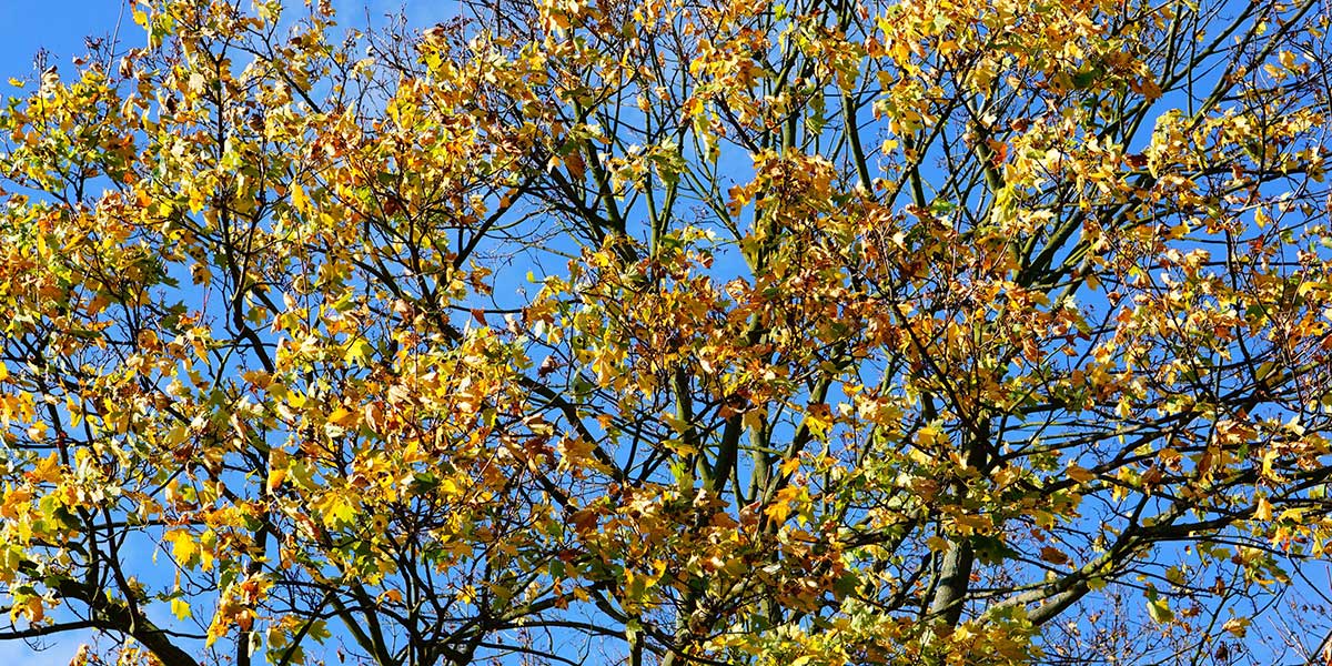 tree leaves turning yellow