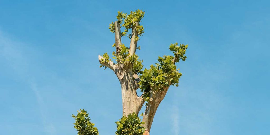 tree topping vs crown reduction