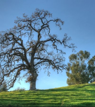 Oak_Trees_in_Winter