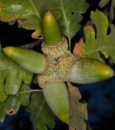 Valley_Oak Acorns