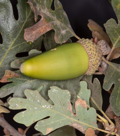 Valley_Oak acorn