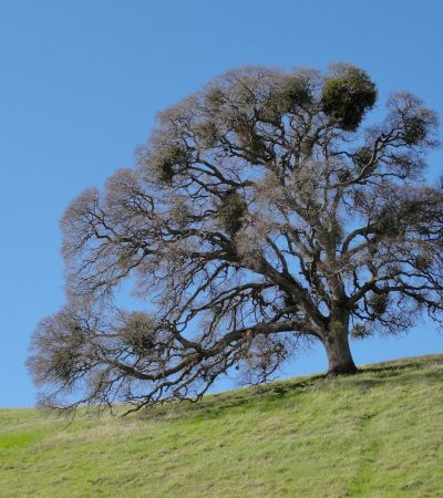 Valley_Oak_Mount_Diablo