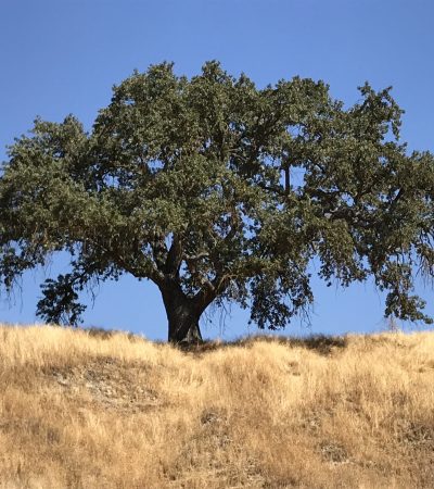 Valley_oak_in summer